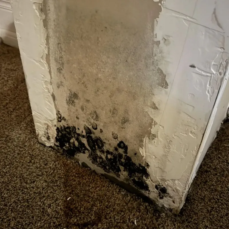 Professional Mold Removal in Wimberley, TX
